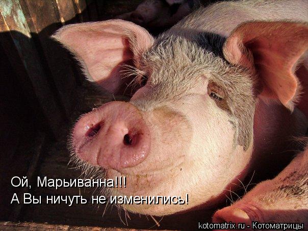 Котоматрица: Ой, Марьиванна!!! А Вы ничуть не изменились!