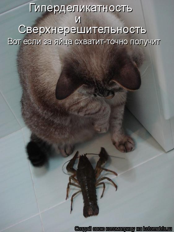 Гиперделикатность и Сверхнерешительность Вот если за яйца схватит-точно получит... Котоматрица: Гиперделикатность и Сверхнерешительность Вот если за яйца схватит-точно получит