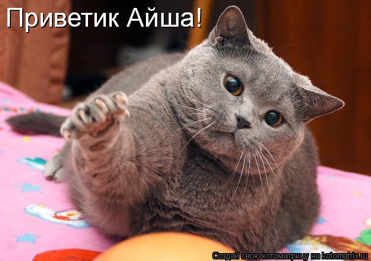 Приветик Айша! Приветик Айша!... Котоматрица: Приветик Айша! Приветик Айша!