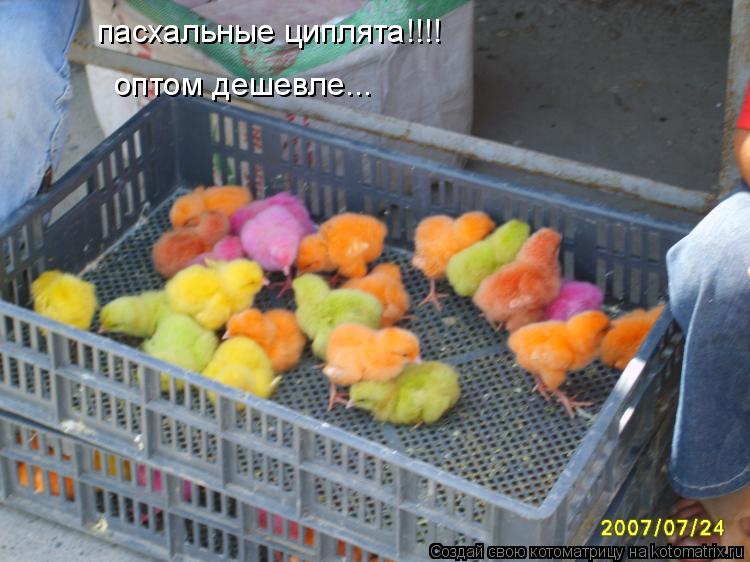 Котоматрица: пасхальные циплята!!!! оптом дешевле...
