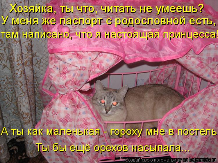 Котоматрица: Хозяйка, ты что, читать не умеешь? У меня же паспорт с родословной есть, там написано, что я настоящая принцесса! А ты как маленькая - гороху м