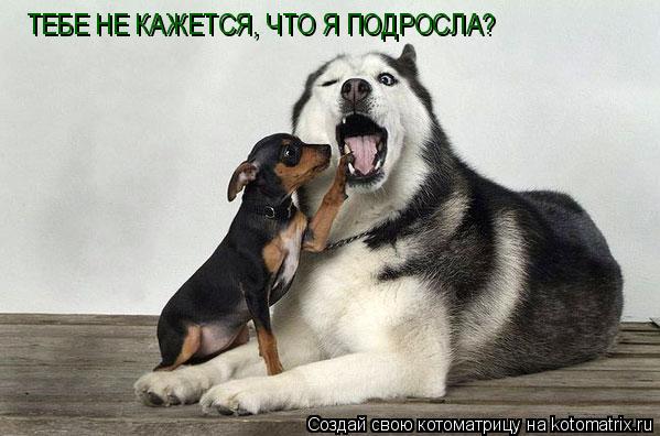ТЕБЕ НЕ КАЖЕТСЯ, ЧТО Я ПОДРОСЛА?... Котоматрица: ТЕБЕ НЕ КАЖЕТСЯ, ЧТО Я ПОДРОСЛА?