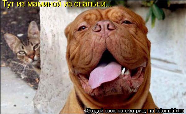 Тут из маминой из спальни...... Котоматрица: Тут из маминой из спальни...