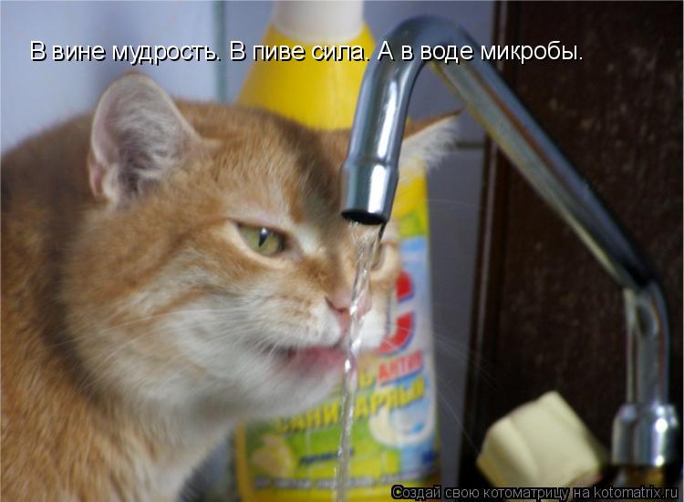 В вине мудрость. В пиве сила. А в воде микробы.... Котоматрица: В вине мудрость. В пиве сила. А в воде микробы.