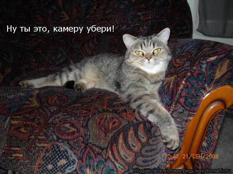 Ну ты это, камеру убери!... Котоматрица: Ну ты это, камеру убери!
