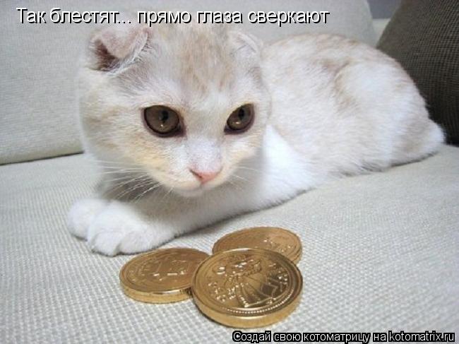 Так блестят... прямо глаза сверкают... Котоматрица: Так блестят... прямо глаза сверкают
