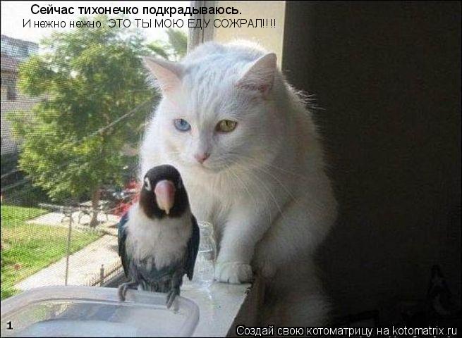 Сейчас тихонечко подкрадываюсь. И нежно нежно. ЭТО ТЫ МОЮ ЕДУ СОЖРАЛ!!!!... Котоматрица: Сейчас тихонечко подкрадываюсь. И нежно нежно. ЭТО ТЫ МОЮ ЕДУ СОЖРАЛ!!!!