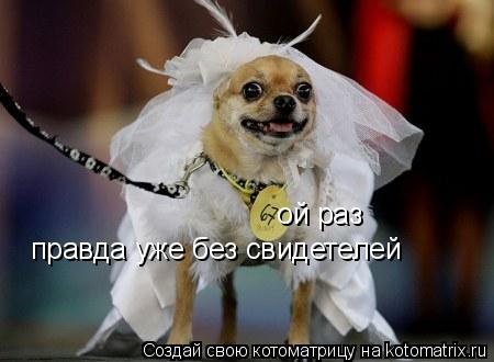 ой раз правда уже без свидетелей... Котоматрица: ой раз правда уже без свидетелей