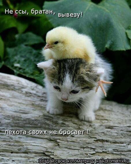 Не ссы, братан, вывезу! пехота своих не бросает !... Котоматрица: Не ссы, братан, вывезу! пехота своих не бросает !
