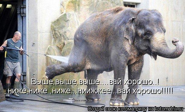 Выше,выше,выше....вай хорошо..! ниже,ниже ,ниже...ниижжее...вай хорошо!!!!!... Котоматрица: Выше,выше,выше....вай хорошо..! ниже,ниже ,ниже...ниижжее...вай хорошо!!!!!