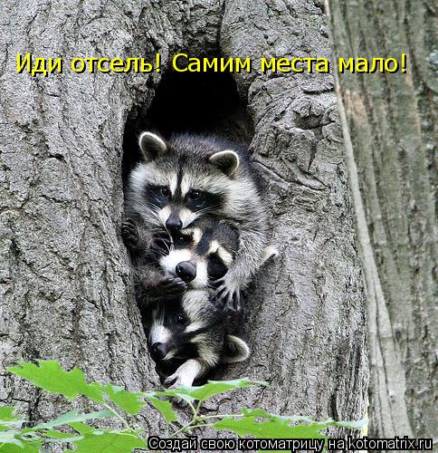 Иди отсель! Самим места мало!... Котоматрица: Иди отсель! Самим места мало!