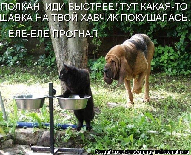 Котоматрица: ПОЛКАН, ИДИ БЫСТРЕЕ! ТУТ КАКАЯ-ТО ШАВКА НА ТВОЙ ХАВЧИК ПОКУШАЛАСЬ... ЕЛЕ ОТОГНАЛ ШАВКА НА ТВОЙ ХАВЧИК ПОКУШАЛАСЬ... ЕЛЕ ОТОГНАЛ  ЕЛЕ-ЕЛЕ ПРОГНА
