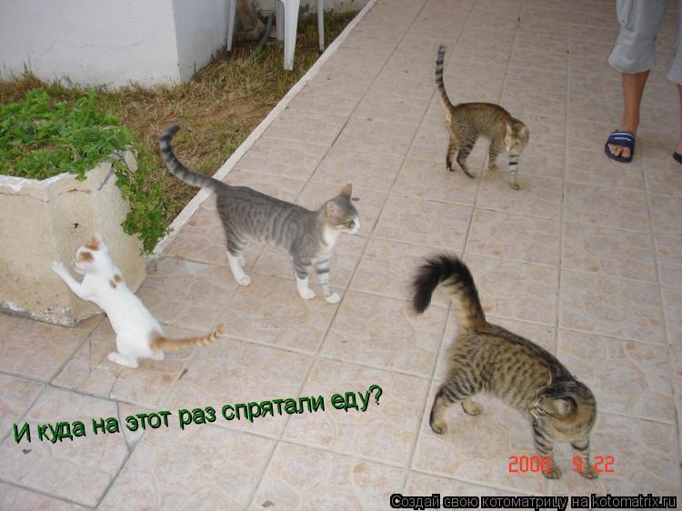 И куда на этот раз спрятали еду?... Котоматрица: И куда на этот раз спрятали еду?