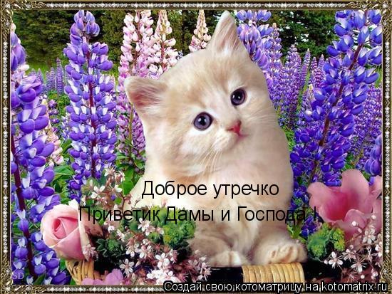 Доброе утречко Приветик Дамы и Господа !... Котоматрица: Доброе утречко Приветик Дамы и Господа !