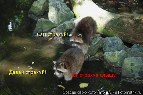 Давай страхуй! Сам страхуй! От страхуя слышу!... Котоматрица: Давай страхуй! Сам страхуй! От страхуя слышу!