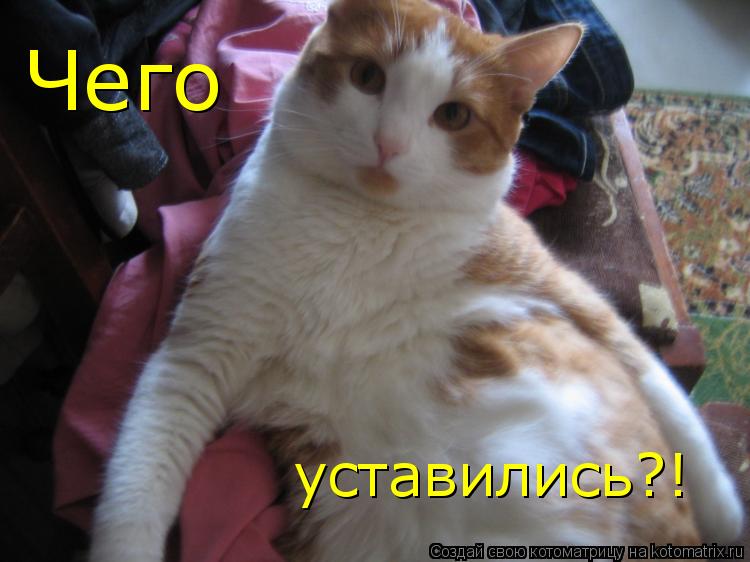 Котоматрица: Чего уставились?!