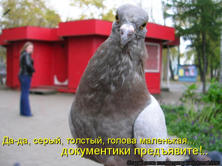 Да-да, серый, толстый, голова маленькая... документики предъявите!..... Котоматрица: Да-да, серый, толстый, голова маленькая... документики предъявите!..