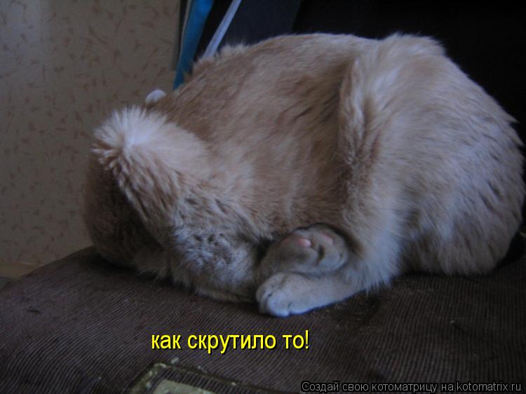Котоматрица: как скрутило то!