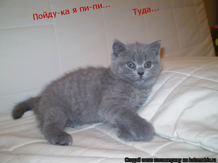 Пойду-ка я пи-пи... Пойду-ка я пи-пи... Туда...... Котоматрица: Пойду-ка я пи-пи... Пойду-ка я пи-пи... Туда...