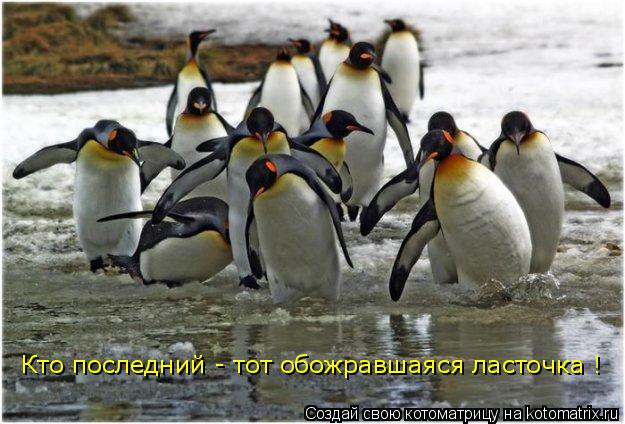 Кто последний - тот обожравшаяся ласточка !... Котоматрица: Кто последний - тот обожравшаяся ласточка !