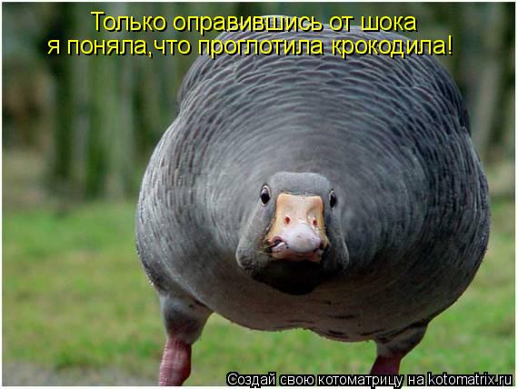 Только оправившись от шока я поняла,что проглотила крокодила!... Котоматрица: Только оправившись от шока я поняла,что проглотила крокодила!