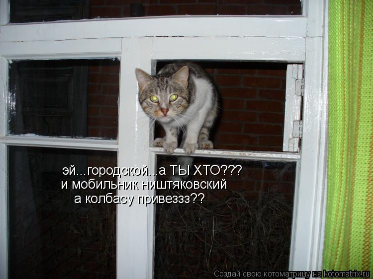 эй...городской...а ТЫ ХТО??? и мобильник ништяковский а колбасу привеззз??... Котоматрица: эй...городской...а ТЫ ХТО??? и мобильник ништяковский а колбасу привеззз??