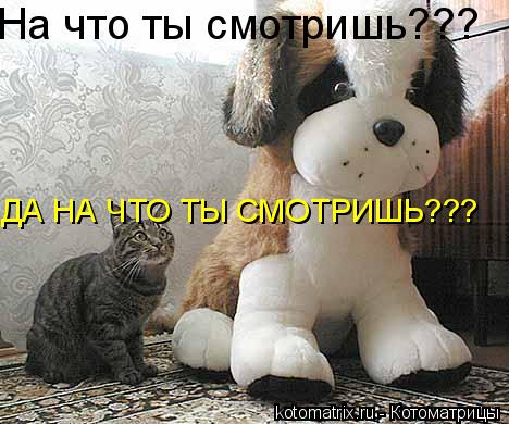 На что ты смотришь??? ДА НА ЧТО ТЫ СМОТРИШЬ???... Котоматрица: На что ты смотришь??? ДА НА ЧТО ТЫ СМОТРИШЬ???