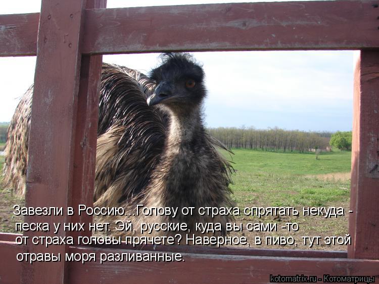 Завезли в Россию...Голову от страха спрятать некуда - песка у них нет. Эй, русские, куда вы сами -то... Котоматрица: Завезли в Россию...Голову от страха спрятать некуда - песка у них нет. Эй, русские, куда вы сами -то отравы моря разливанные. от страха головы