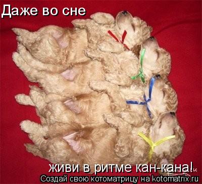 живи в ритме кан-кана! Даже во сне... Котоматрица: живи в ритме кан-кана! Даже во сне