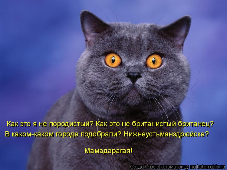 Как это я не породистый? Как это не британистый британец? В каком-каком городе подобрали? Нижнеустьма... Котоматрица: Как это я не породистый? Как это не британистый британец? В каком-каком городе подобрали? Нижнеустьманздрюйске? Мамадарагая!
