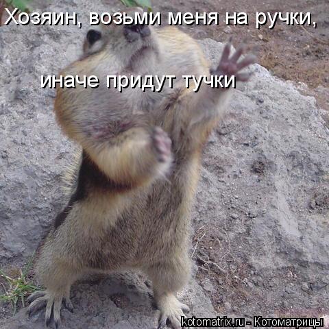 Хозяин, возьми меня на ручки, иначе придут тучки... Котоматрица: Хозяин, возьми меня на ручки, иначе придут тучки