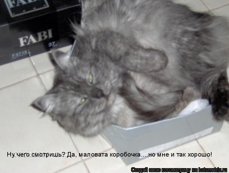 Ну чего смотришь? Да, маловата коробочка....но мне и так хорошо!... Котоматрица: Ну чего смотришь? Да, маловата коробочка....но мне и так хорошо!