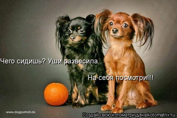 Котоматрица: Чего сидишь? Уши развесила.. На себя посмотри!!!