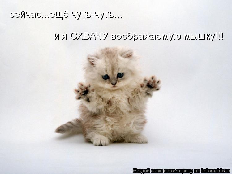 сейчас...ещё чуть-чуть... и я СХВАЧУ воображаемую мышку!!!... Котоматрица: сейчас...ещё чуть-чуть... и я СХВАЧУ воображаемую мышку!!!