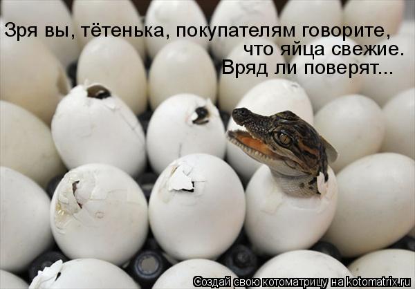Зря вы, тётенька, покупателям говорите, что яйца свежие. Вряд ли поверят...... Котоматрица: Зря вы, тётенька, покупателям говорите, что яйца свежие. Вряд ли поверят...