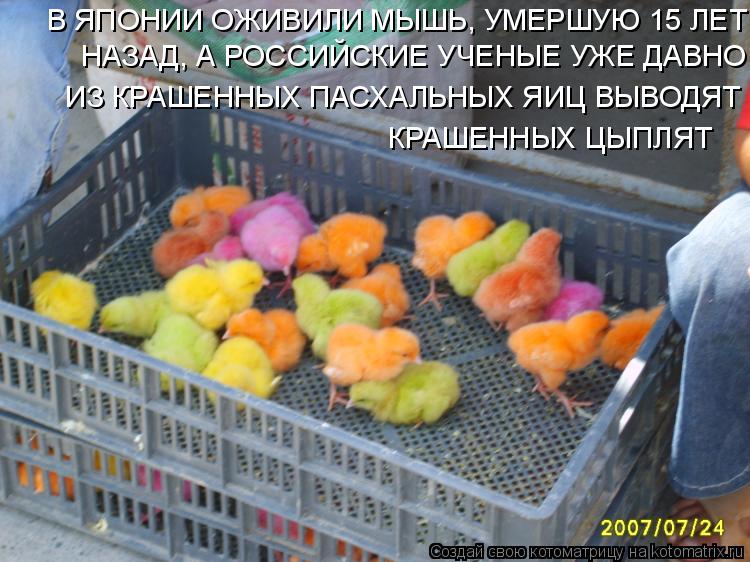 Котоматрица: В ЯПОНИИ ОЖИВИЛИ МЫШЬ, УМЕРШУЮ 15 ЛЕТ НАЗАД, А РОССИЙСКИЕ УЧЕНЫЕ УЖЕ ДАВНО ИЗ КРАШЕННЫХ ПАСХАЛЬНЫХ ЯИЦ ВЫВОДЯТ КРАШЕННЫХ ЦЫПЛЯТ НАЗАД, А РОСС