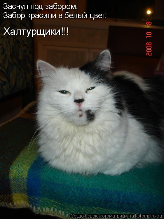 Заснул под забором. Забор красили в белый цвет. Халтурщики!!!... Котоматрица: Заснул под забором. Забор красили в белый цвет. Халтурщики!!!
