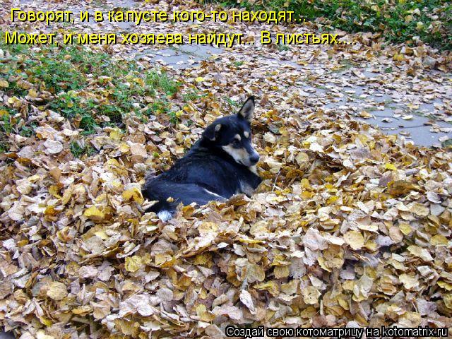 Говорят, и в капусте кого-то находят... Может, и меня хозяева найдут... В листьях....... Котоматрица: Говорят, и в капусте кого-то находят... Может, и меня хозяева найдут... В листьях....