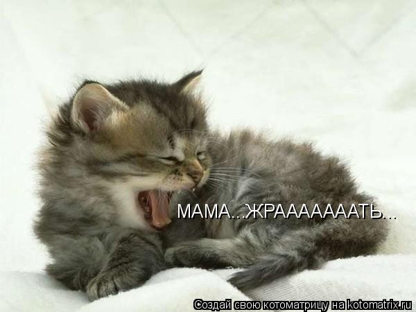 МАМА...ЖРАААААААТЬ...... Котоматрица: МАМА...ЖРАААААААТЬ...