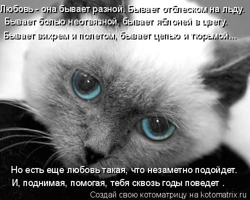 Любовь - она бывает разной. Бывает отблеском на льду. Бывает болью неотвязной, бывает яблоней в цвету... Котоматрица: Любовь - она бывает разной. Бывает отблеском на льду. Бывает болью неотвязной, бывает яблоней в цвету. Бывает вихрем и полетом, бывает цепью