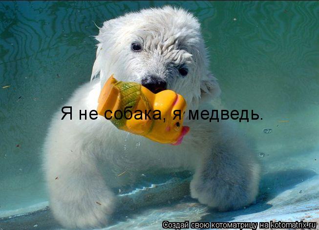 Я не собака, я медведь.... Котоматрица: Я не собака, я медведь.