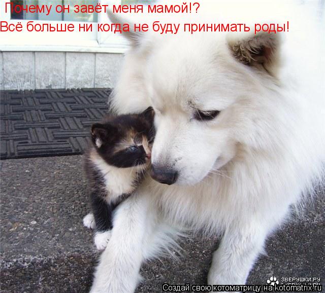 Почему он завёт меня мамой!? Всё больше ни когда не буду принимать роды!... Котоматрица: Почему он завёт меня мамой!? Всё больше ни когда не буду принимать роды!