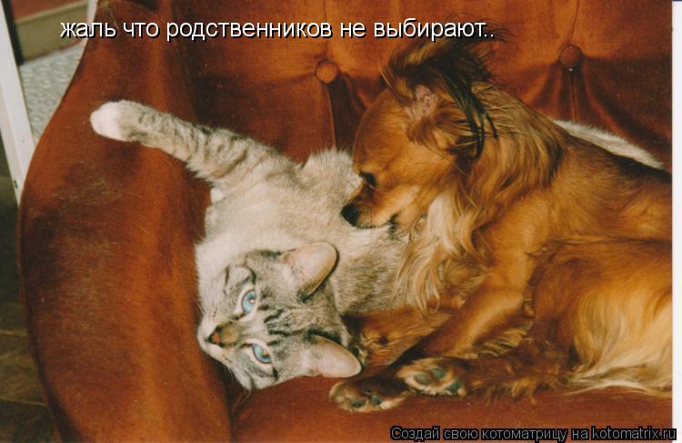 Котоматрица: жаль что родственников не выбирают..