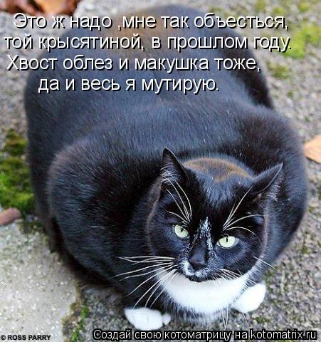 Это ж надо ,мне так объесться, той крысятиной, в прошлом году. Хвост облез и макушка тоже, да и весь ... Котоматрица: Это ж надо ,мне так объесться, той крысятиной, в прошлом году. Хвост облез и макушка тоже, да и весь я мутирую.