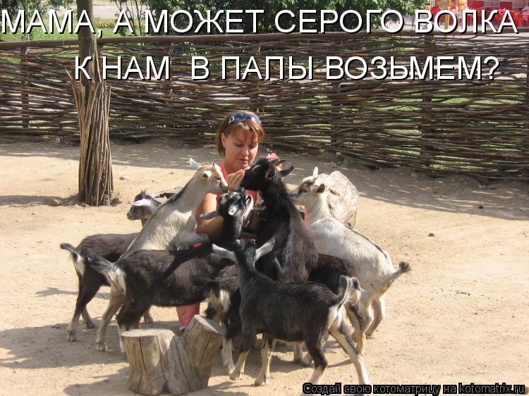 Котоматрица: МАМА, А МОЖЕТ СЕРОГО ВОЛКА К НАМ ПАПОЙ ВОЗЬМЕМ?  К НАМ  В ПАПЫ ВОЗЬМЕМ?