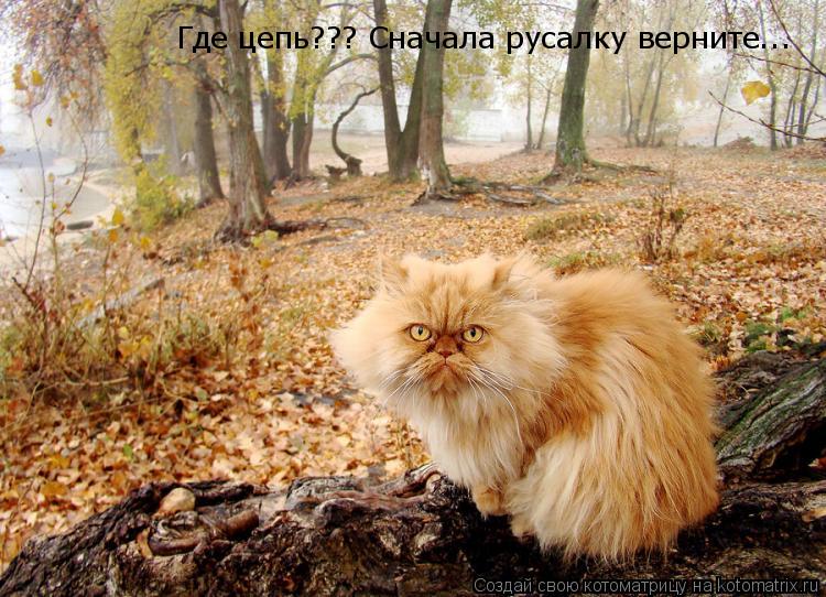 Где цепь??? Сначала русалку верните...... Котоматрица: Где цепь??? Сначала русалку верните...