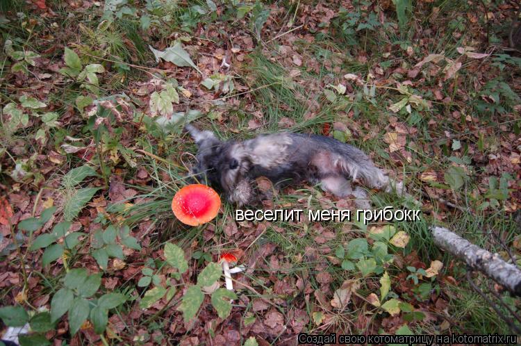 веселит меня грибокк... Котоматрица: веселит меня грибокк