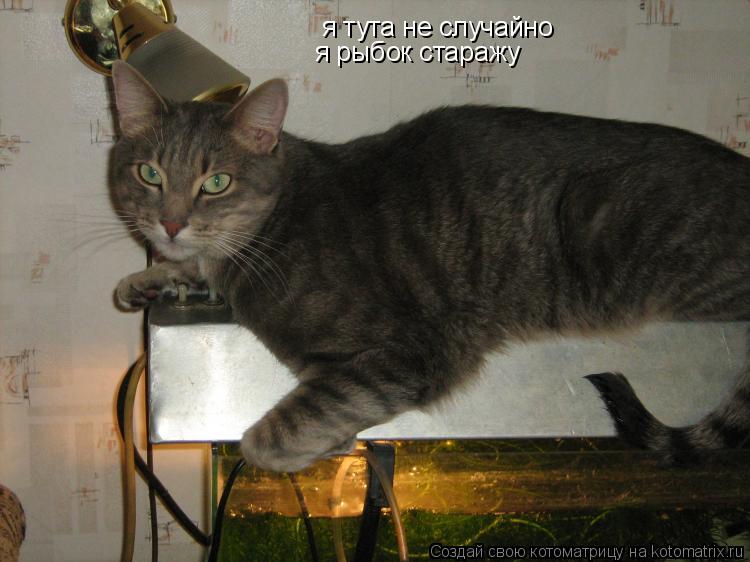 я тута не случайно я рыбок старажу... Котоматрица: я тута не случайно я рыбок старажу