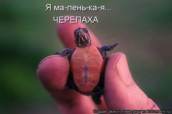 Я ма-лень-ка-я... ЧЕРЕПАХА... Котоматрица: Я ма-лень-ка-я... ЧЕРЕПАХА