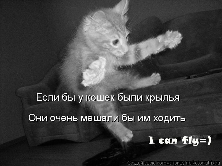 Если бы у кошек были крылья Они очень мешали бы им ходить... Котоматрица: Если бы у кошек были крылья Они очень мешали бы им ходить